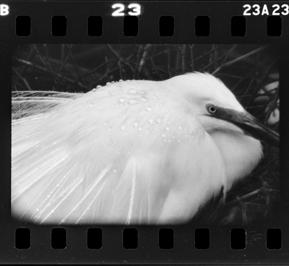 降る雨に母鳥は、愛情の屋根になって雛鳥を守っている。