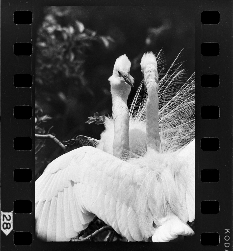 チュウダイサギの夫婦の出会いの表情