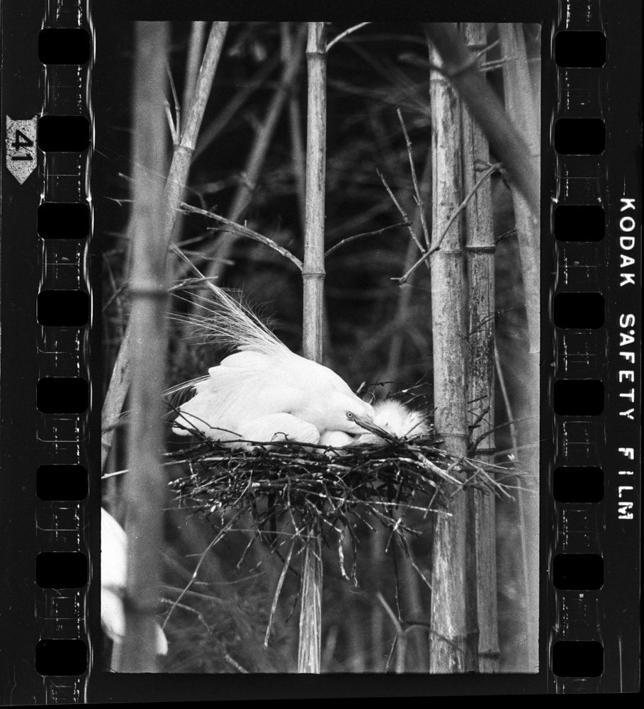 外敵からヒナを守る巣の上のチュウサギ。