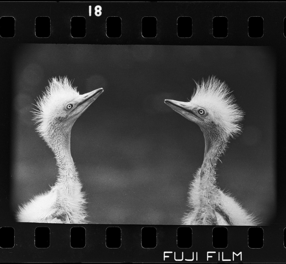 「白サギ」掲載 00003-00060-0005