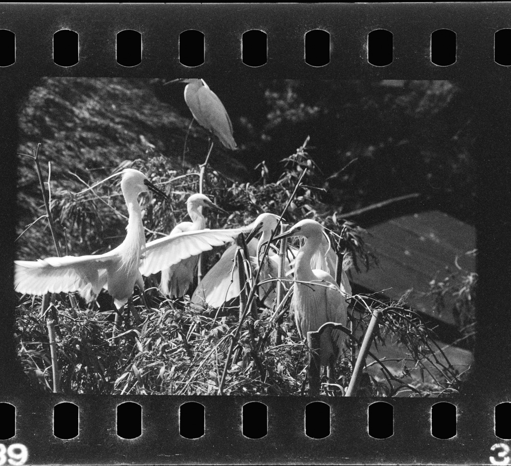 「しらさぎ」掲載 00003-00061-0004