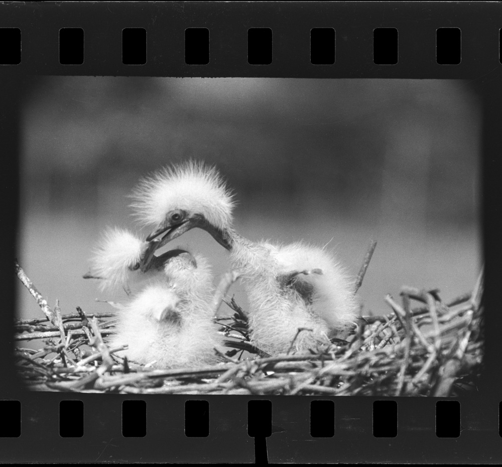 「しらさぎ」掲載 00003-00067-0002