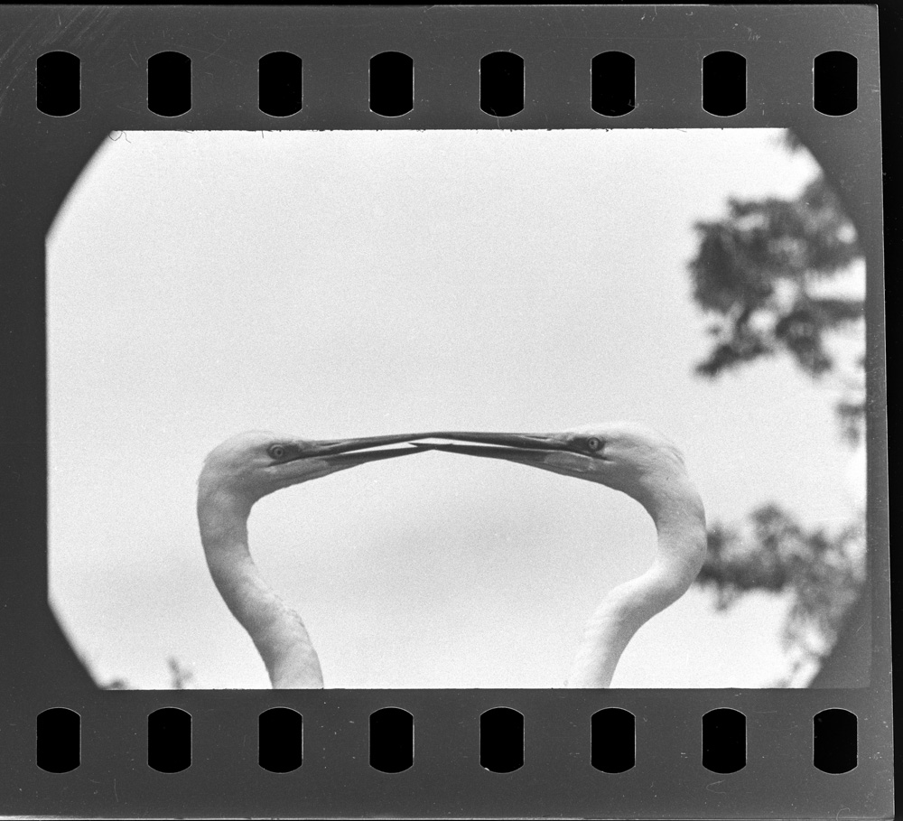 「白鷺 天空のファンタジア 田中徳太郎作品集」掲載 00003-00070-0006