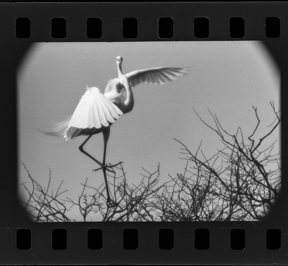 「しらさぎ」掲載 00003-00071-0005