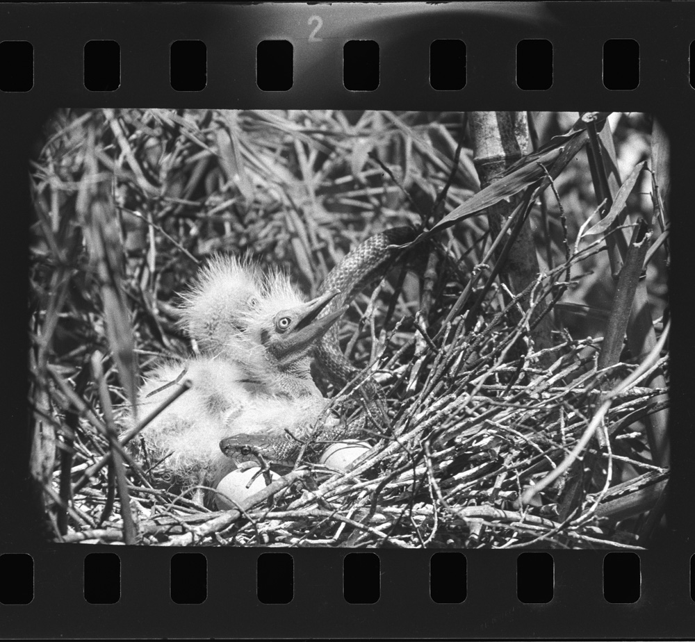 「しらさぎ」掲載 00003-00074-0005