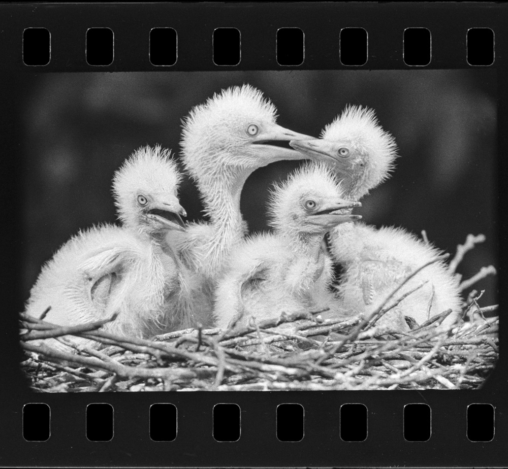 「しらさぎ」掲載 00003-00080-0005