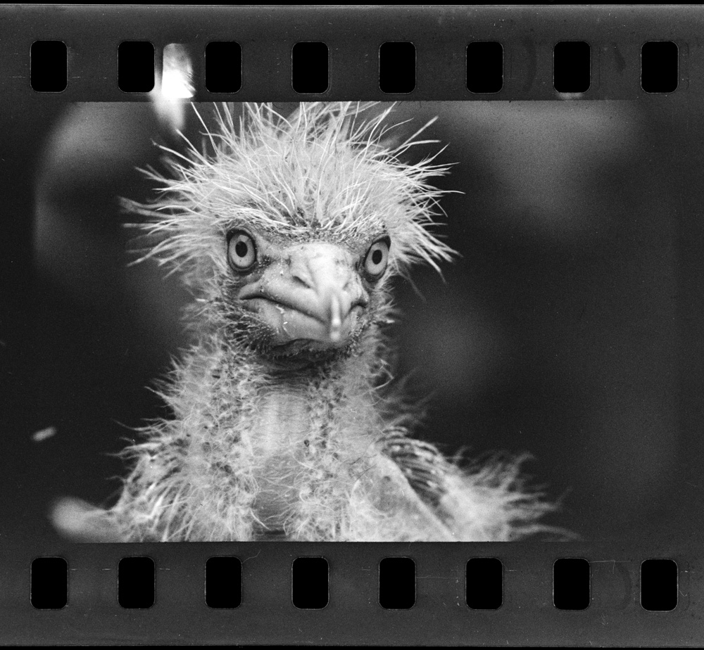 「しらさぎ」掲載 00003-00091-0002