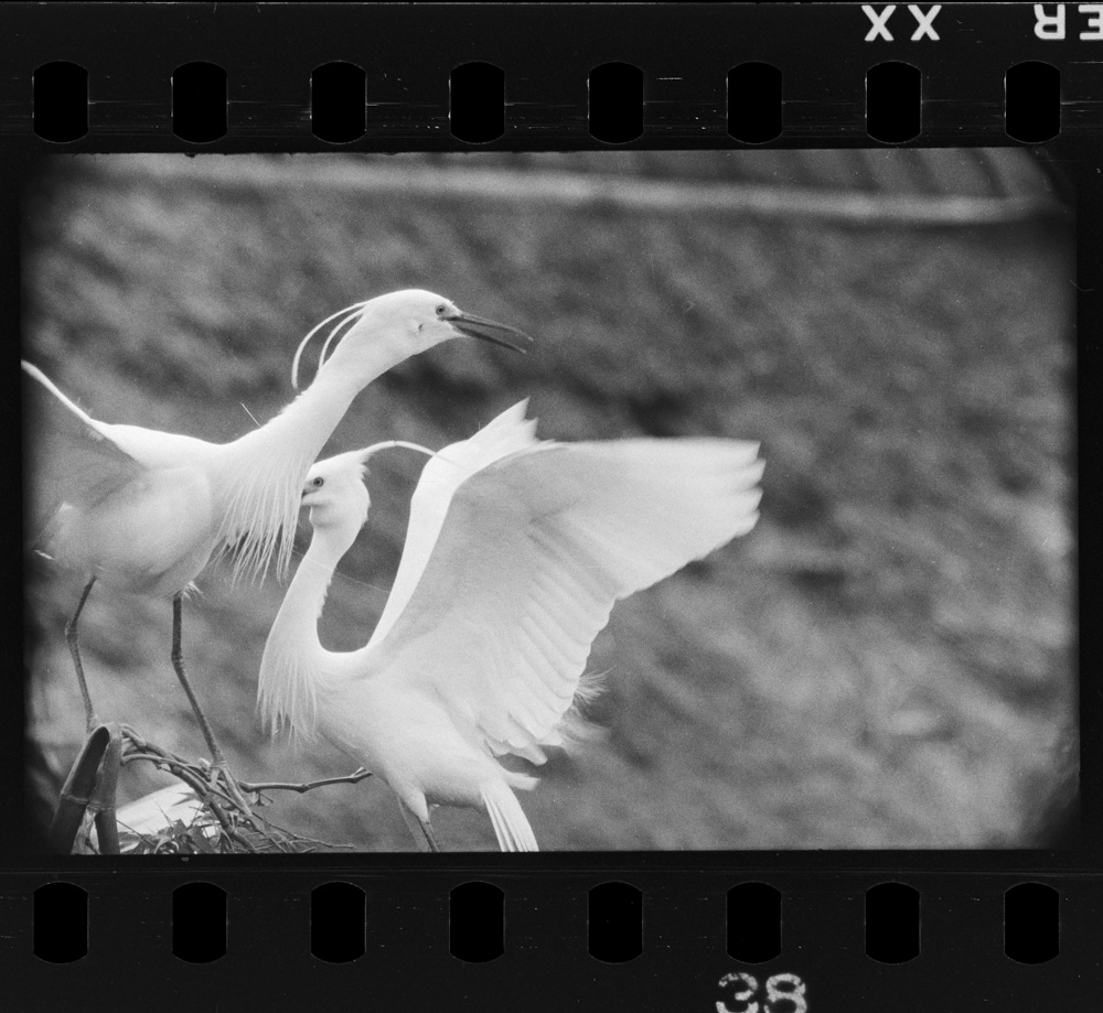 「白サギ」掲載 00003-00106-0004