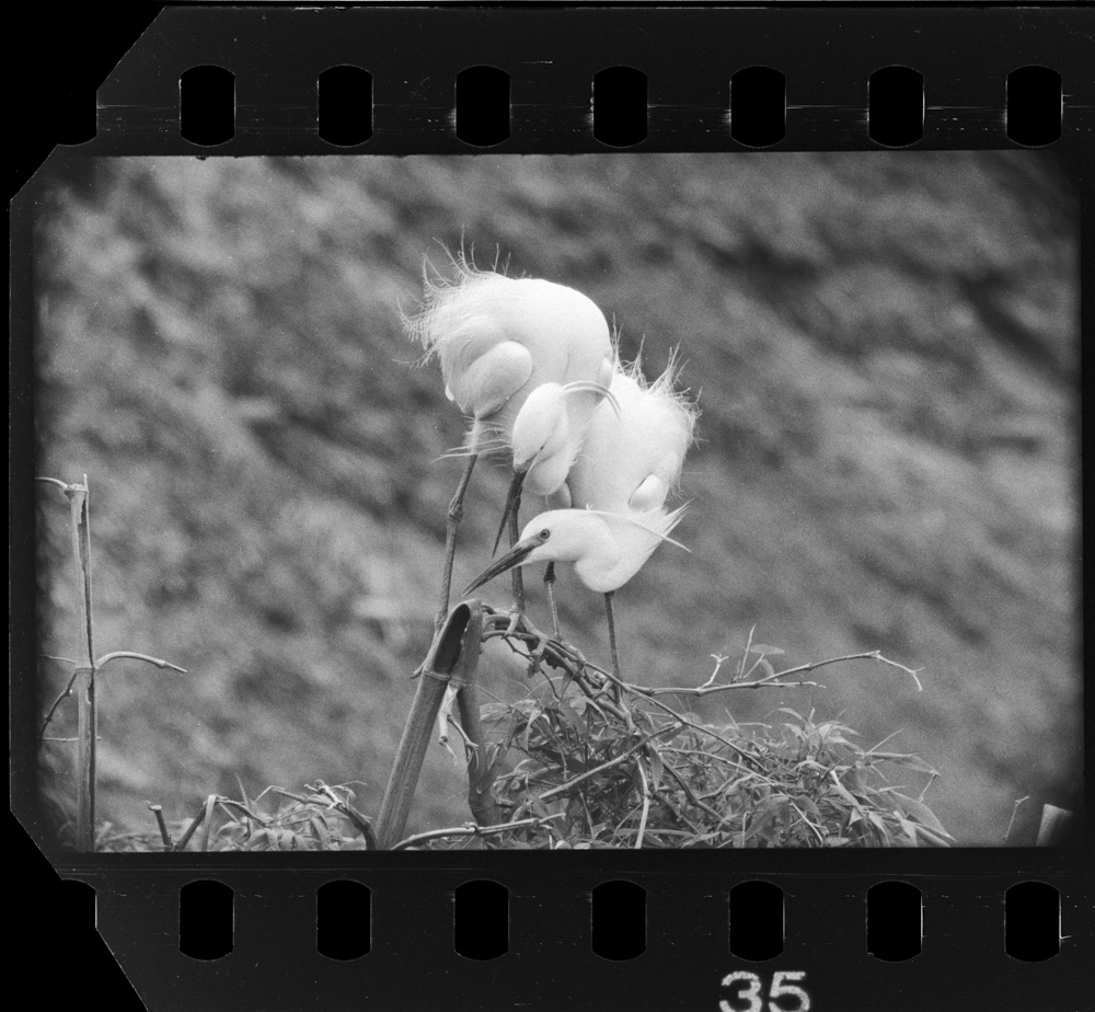 「しらさぎ」掲載 00003-00107-0001