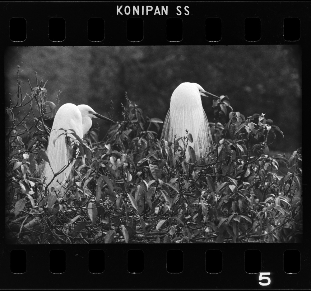 「しらさぎ」掲載 00003-00114-0005