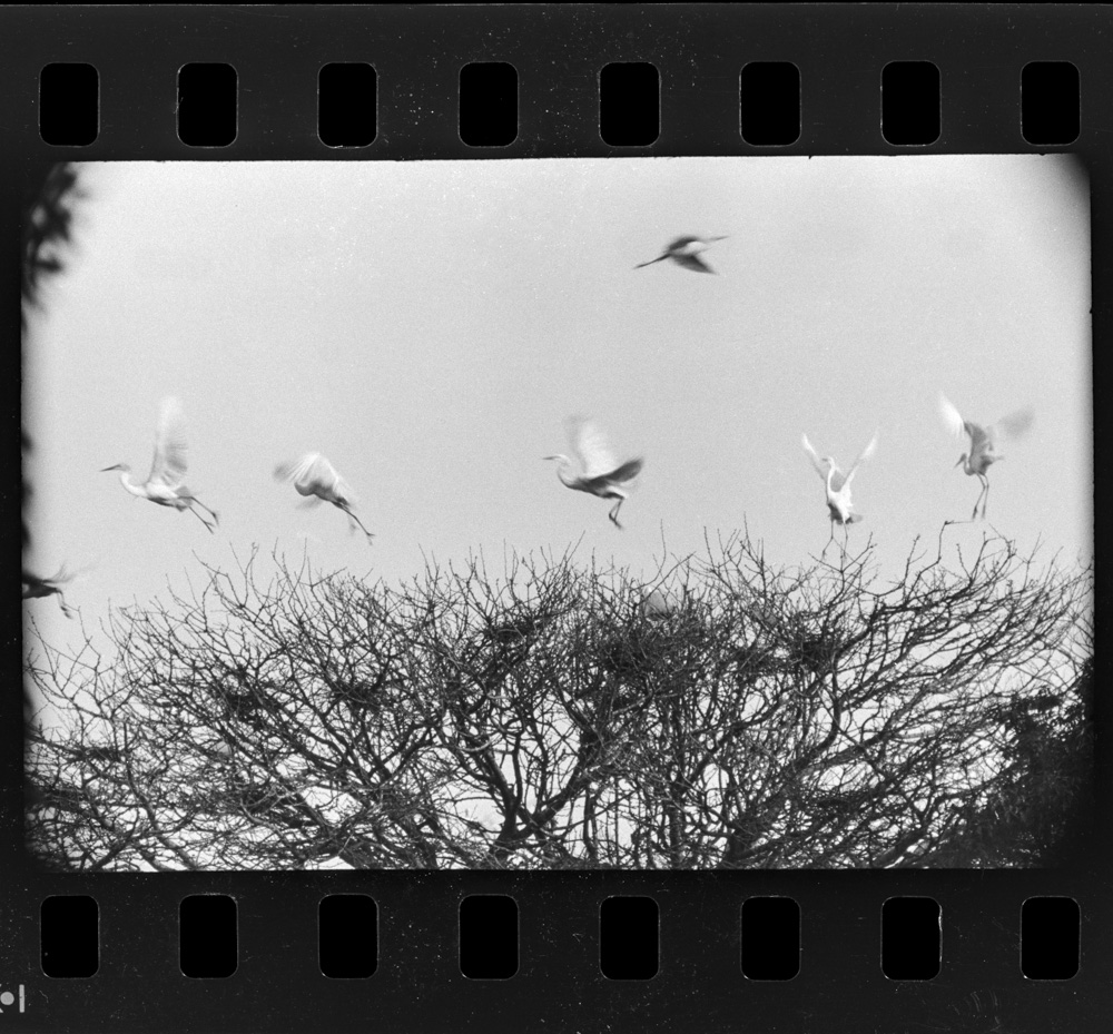 「白サギ」掲載 00003-00122-0003