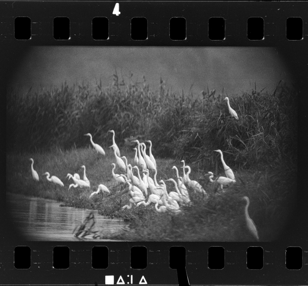 「白鷺 天空のファンタジア 田中徳太郎作品集」掲載 00003-00139-0005