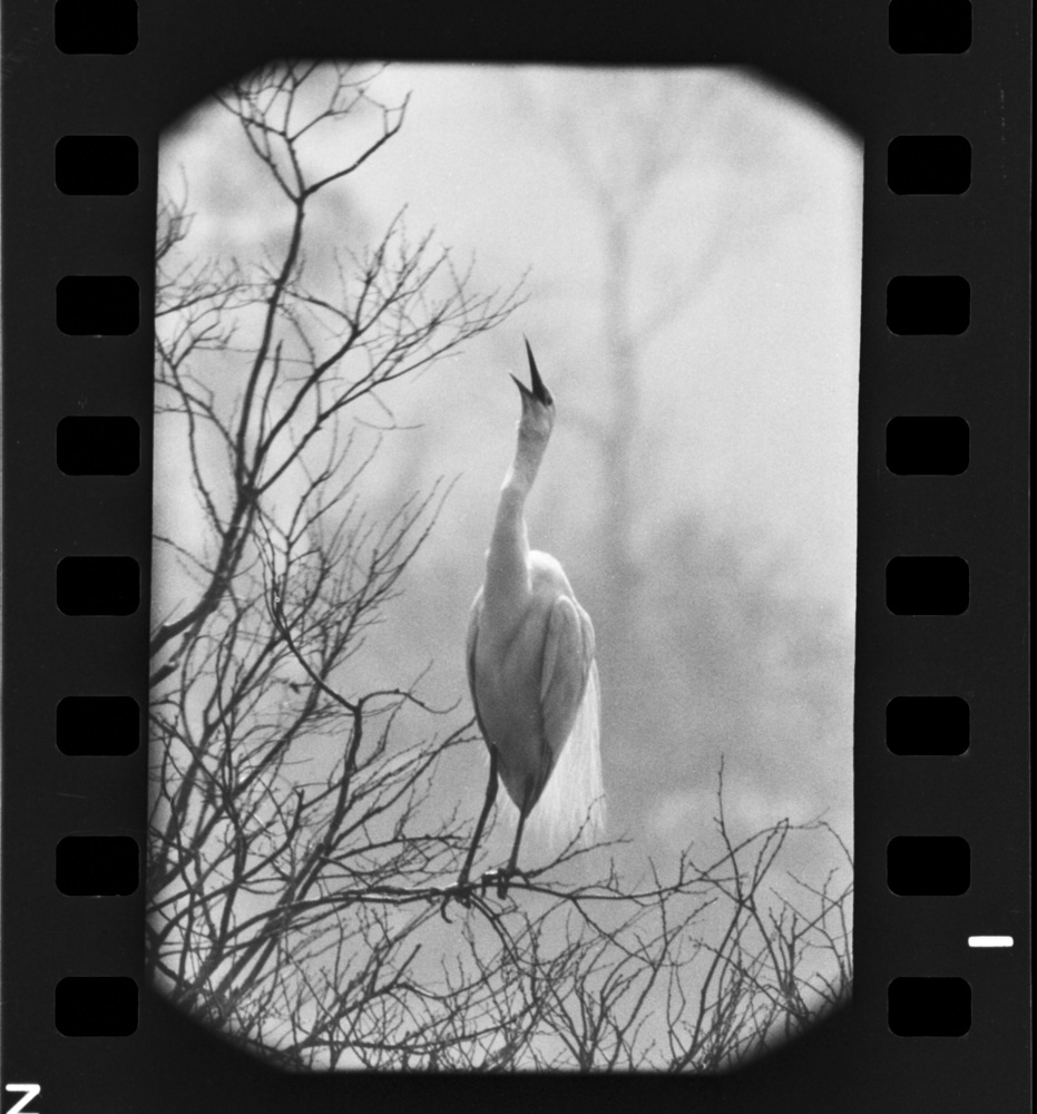 「白サギ」掲載 00003-00146-0002