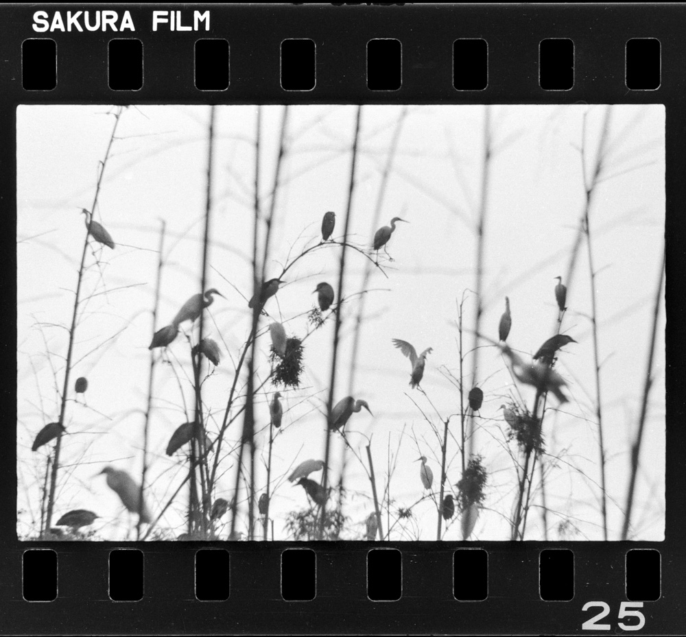 「しらさぎ」掲載 00003-00147-0002