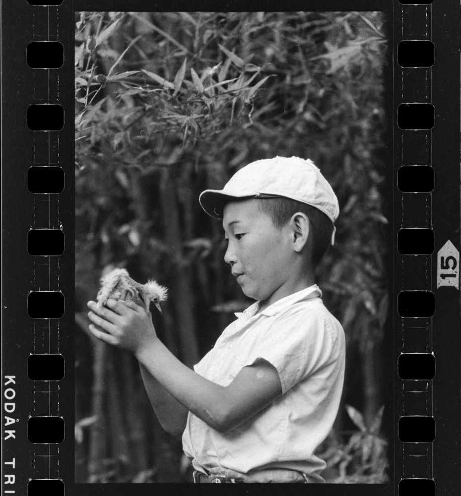 「白鷺の詩」掲載 00003-00154-0001