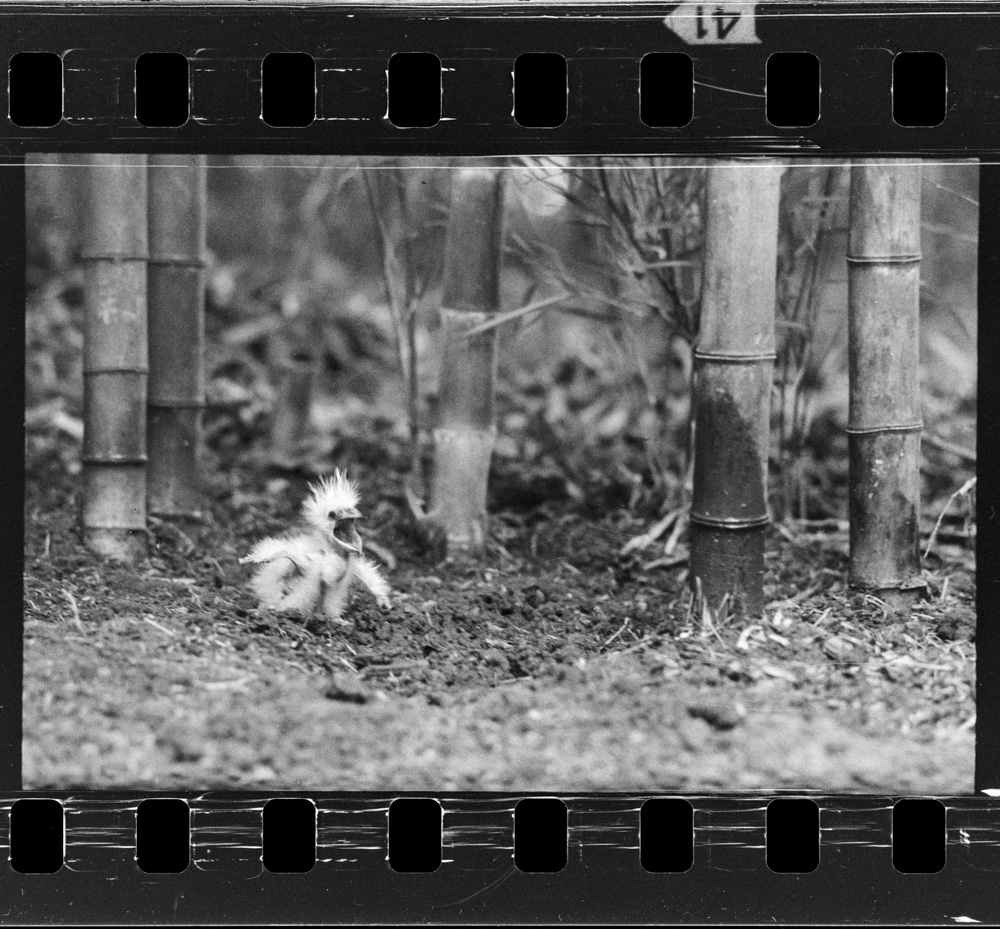 「しらさぎ」掲載 00003-00157-0002