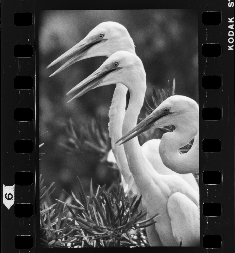 「しらさぎ」掲載 00003-00175-0005