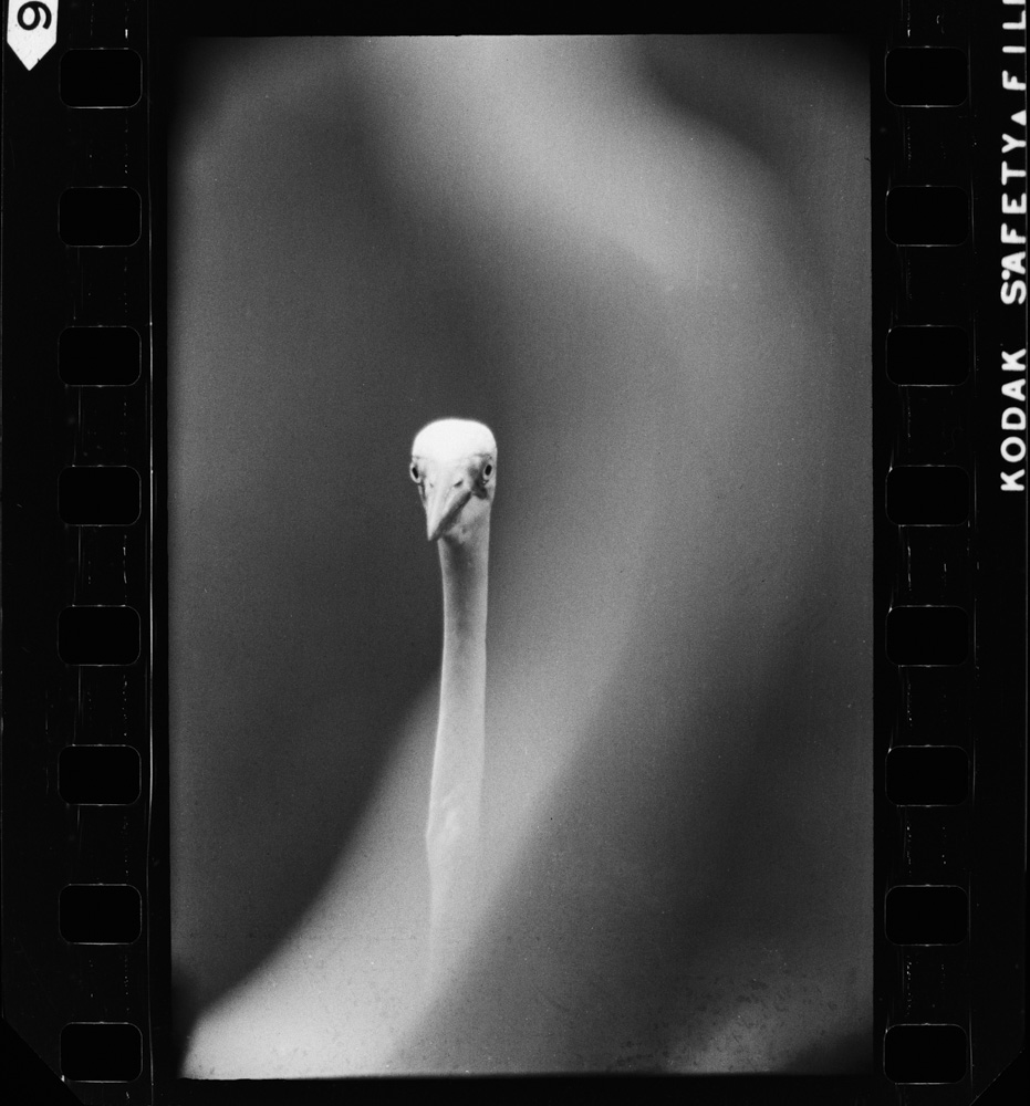 「しらさぎ」掲載 00003-00179-0005