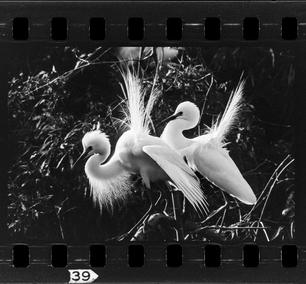 「しらさぎ」掲載 00003-00190-0002