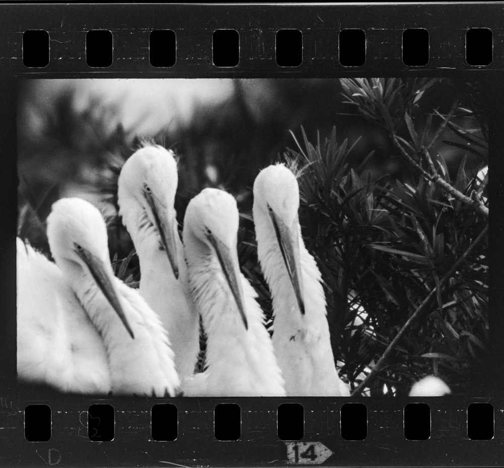 「しらさぎ」掲載 00003-00197-0005