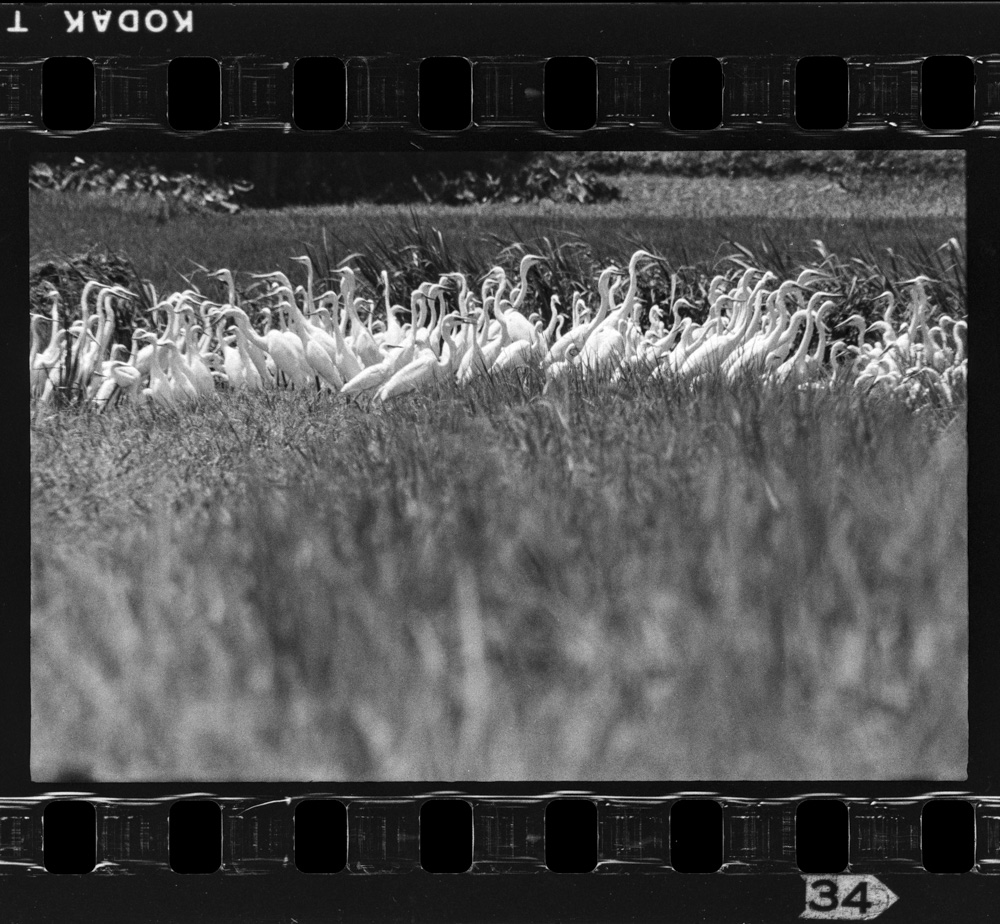 「しらさぎ」掲載 00003-00214-0005