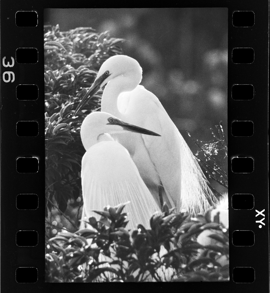 「しらさぎ」掲載 00003-00227-0005