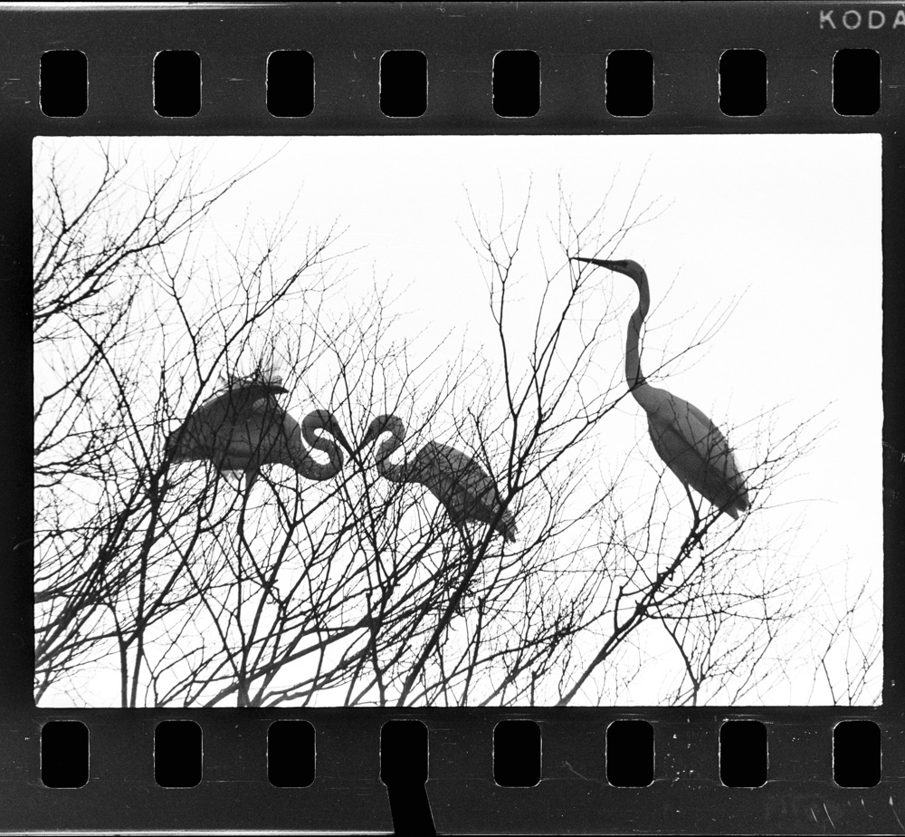 「しらさぎ」掲載 00003-00233-0002