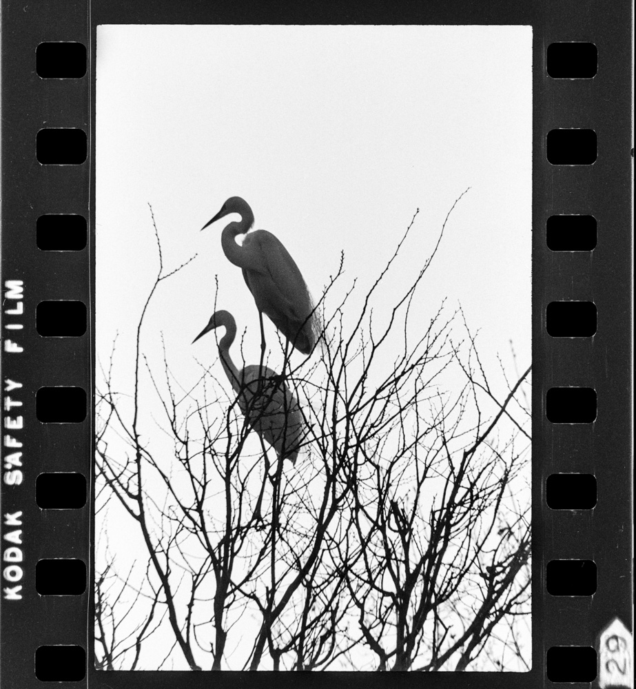 「しらさぎ」掲載 00003-00241-0002