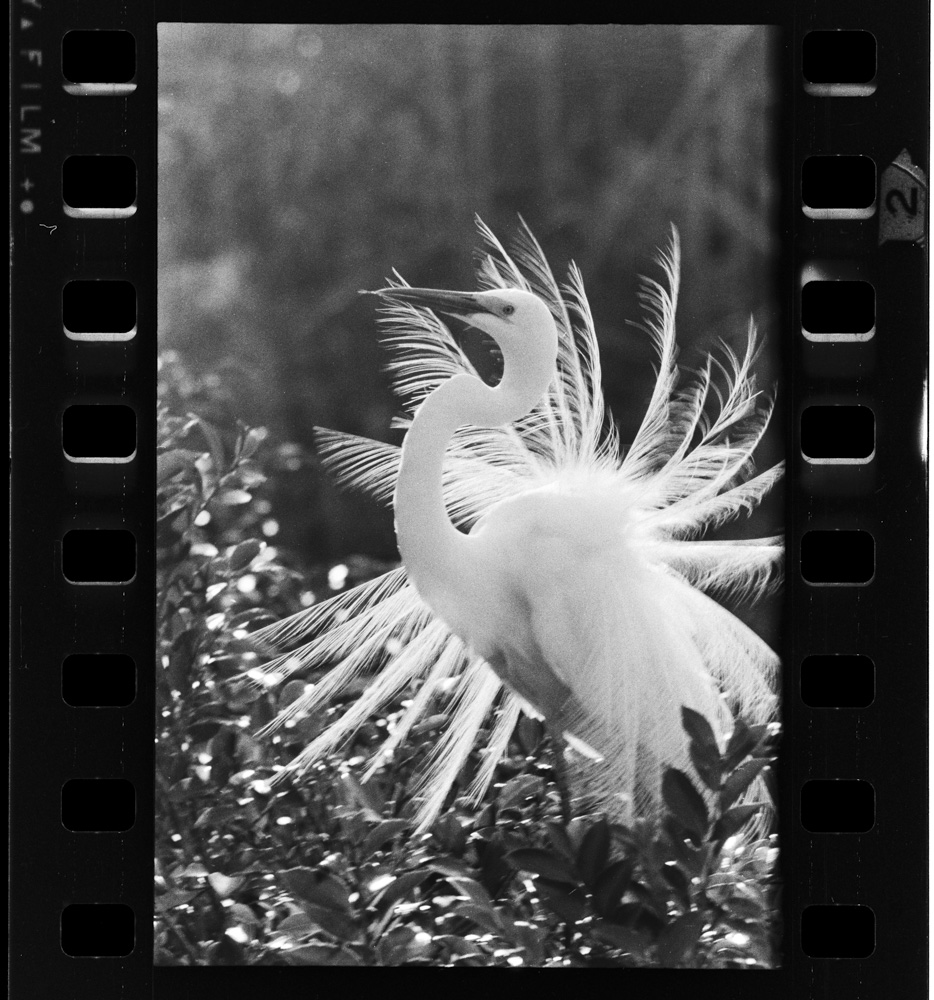 「白サギ」掲載 00003-00277-0003