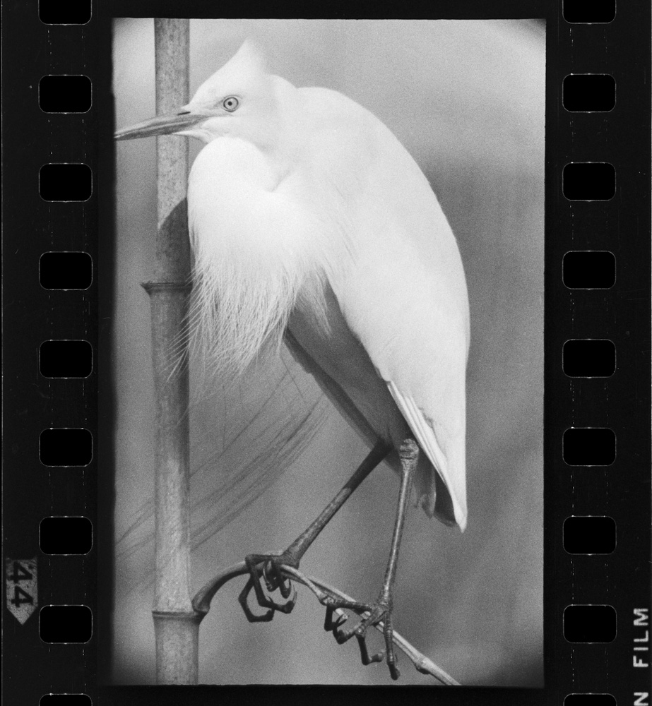 「しらさぎ」掲載 00003-00282-0004