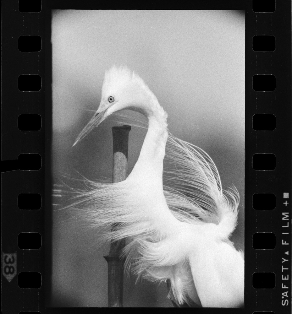 「白サギ」掲載 00003-00283-0004