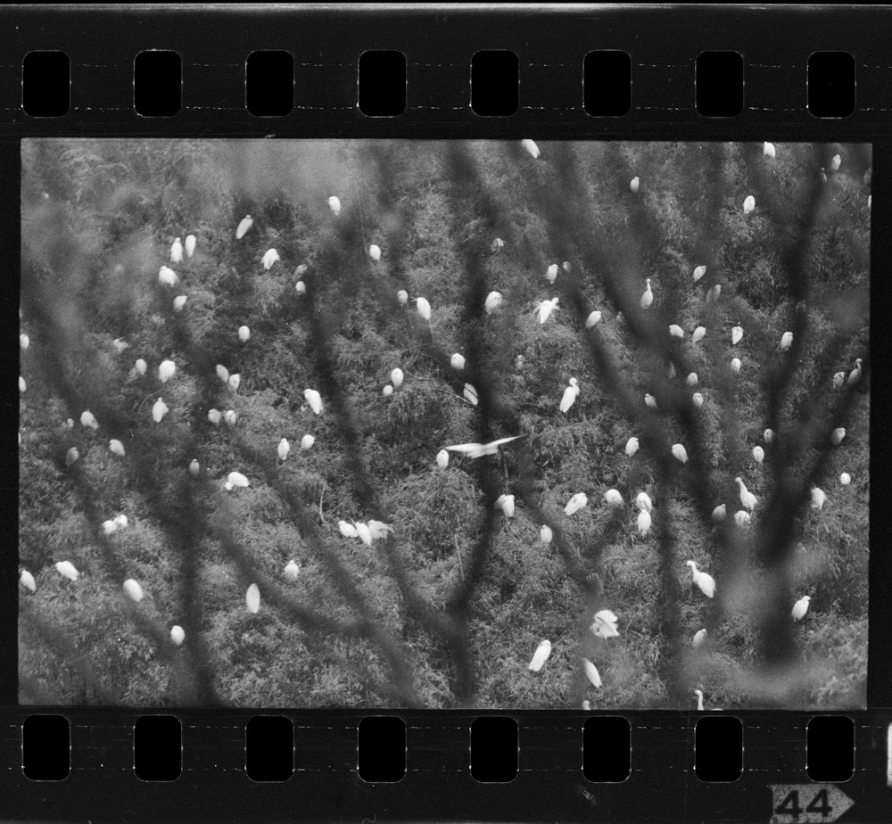 「白サギ」掲載 00003-00287-0001