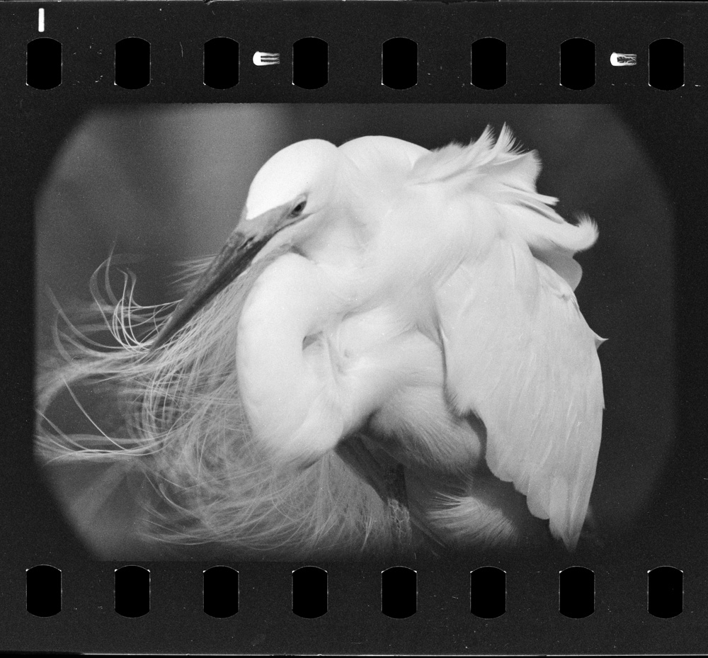 「白サギ」掲載 00003-00294-0005