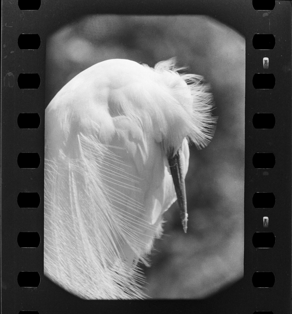 「しらさぎ」掲載 00003-00295-0006