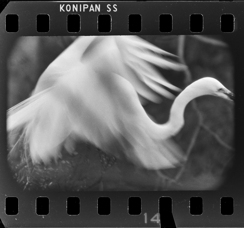 「白鷺 天空のファンタジア 田中徳太郎作品集」掲載 00003-00309-0001