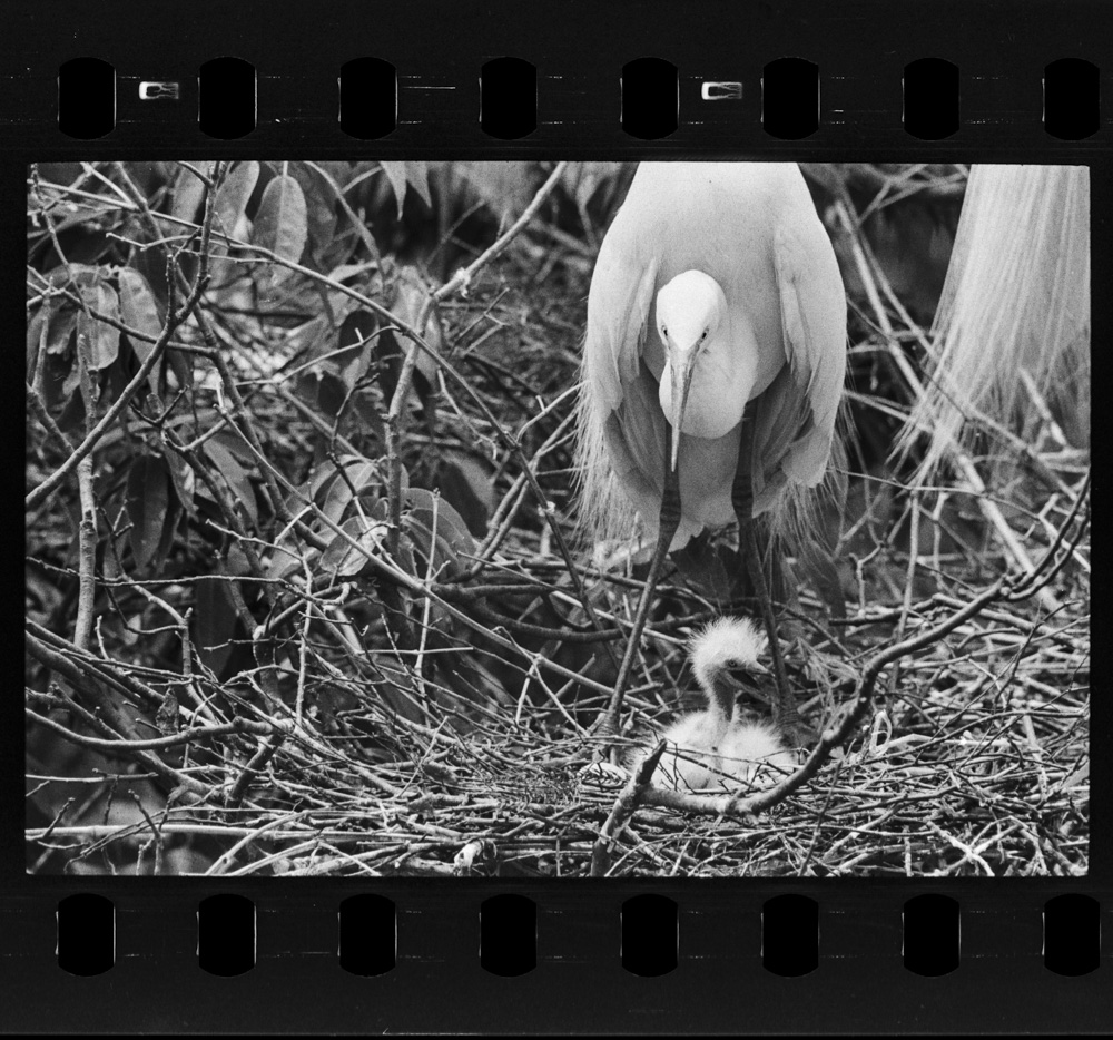 「しらさぎ」掲載 00003-00323-0002