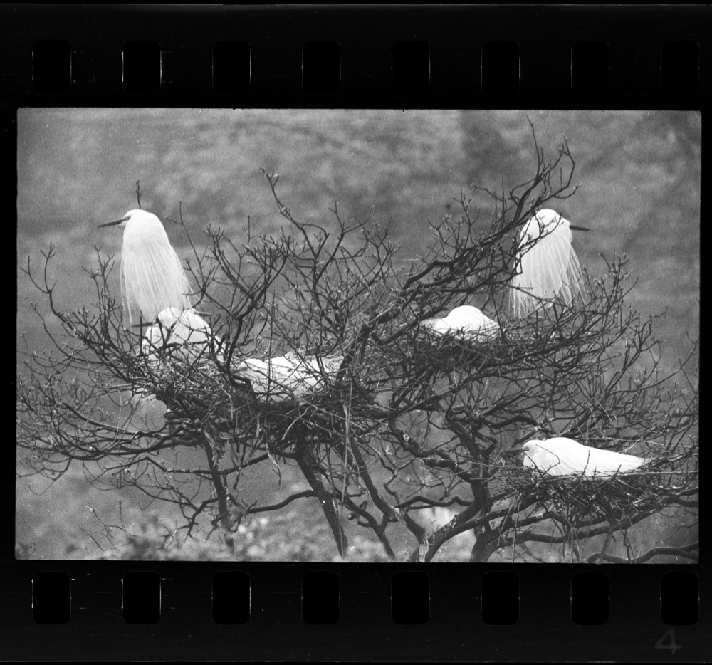 「白鷺 天空のファンタジア 田中徳太郎作品集」掲載 00003-00325-0005