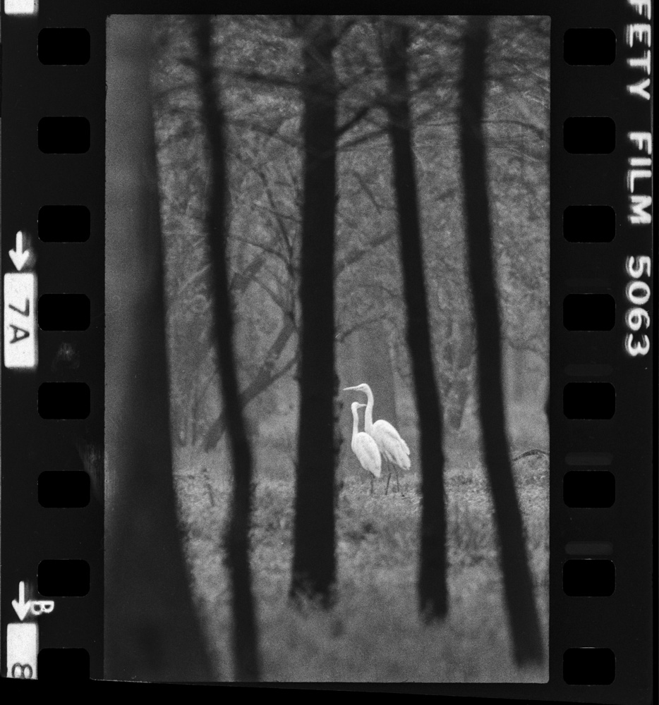 「白鷺 天空のファンタジア 田中徳太郎作品集」掲載 00003-00335-0004