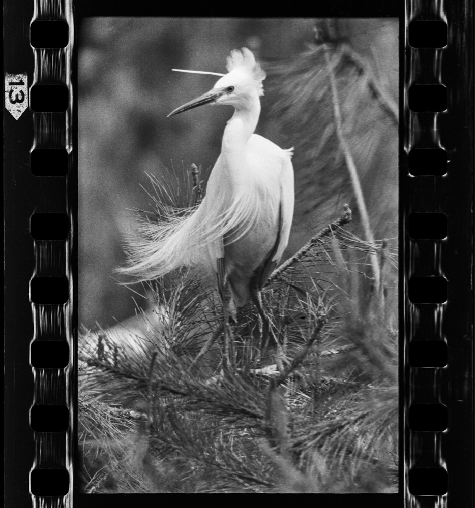 「白鷺 天空のファンタジア 田中徳太郎作品集」掲載 00003-00341-0005