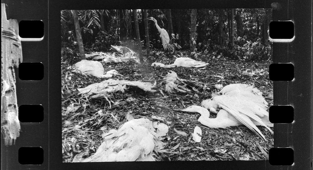 「白鷺の詩」掲載 00003-00342-0065