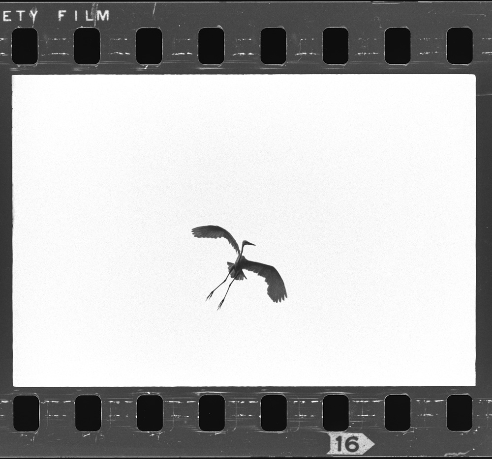 「しらさぎ」掲載 00003-00363-0005