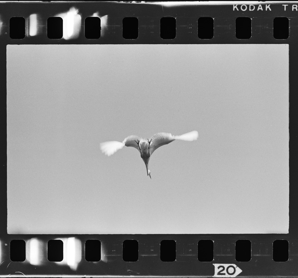 「白鷺 天空のファンタジア 田中徳太郎作品集」掲載 00003-00442-0004