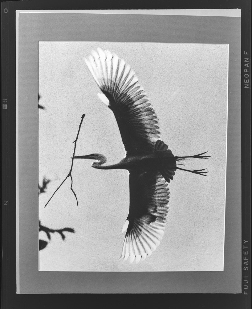 「しらさぎ」掲載 00003-00649-0004