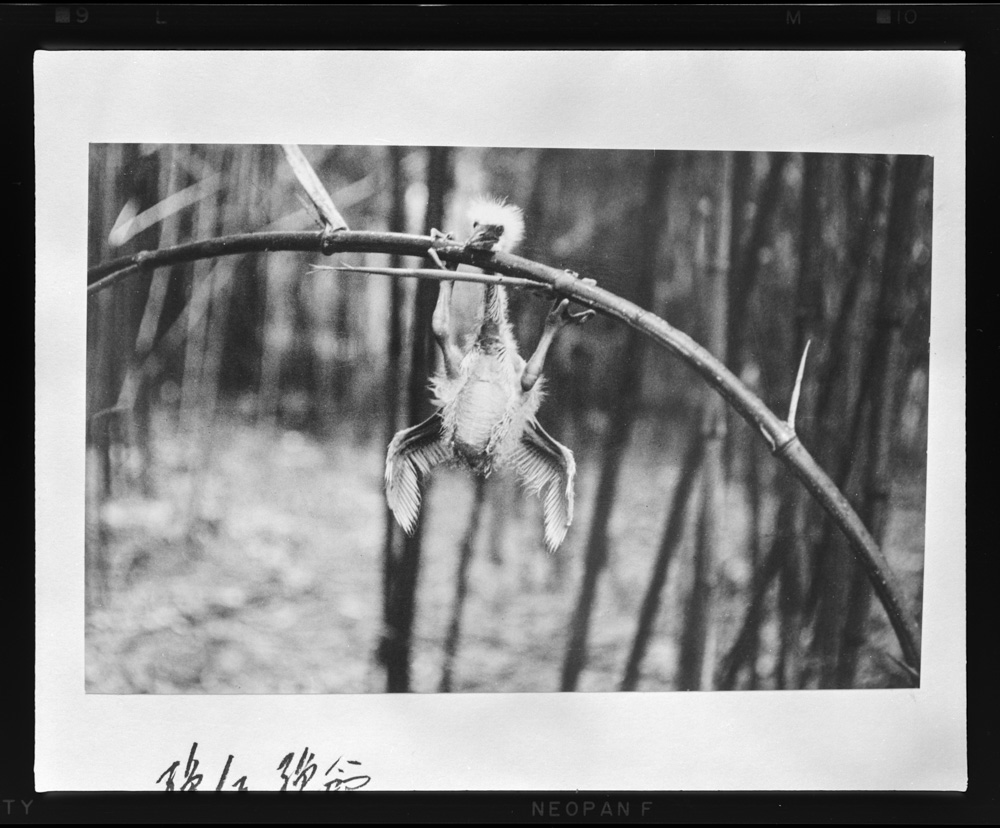 「しらさぎ」掲載 00003-00650-0002