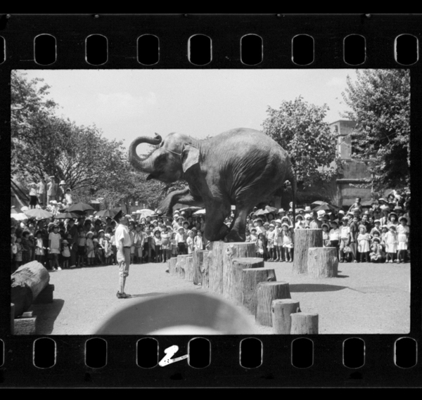 Shouwa10nen、indozou「hanako」nokyokugei。hanakohashouwahitohachinenkugatsu、moujuunoshobunshochiniyori、gashisaserareta。shouwa15nen8gatsu、numanosatsuei。