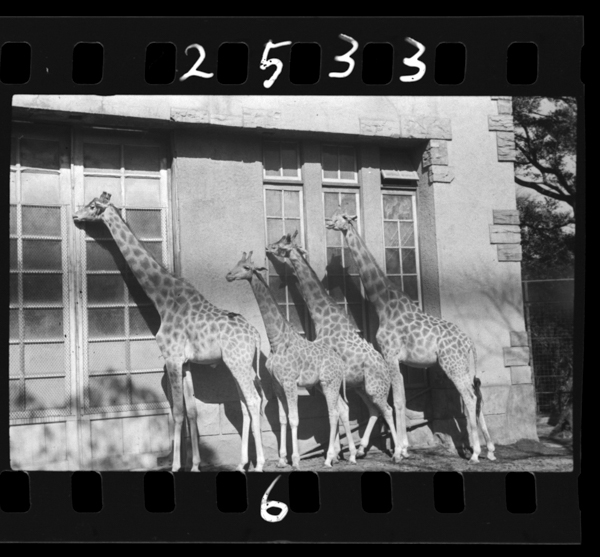 Shouwa17nen2gatsu、uenodoubutsuenkirinsha。migikaratakako、takao、choujirou、choutarou。matsudamasashisatsuei。