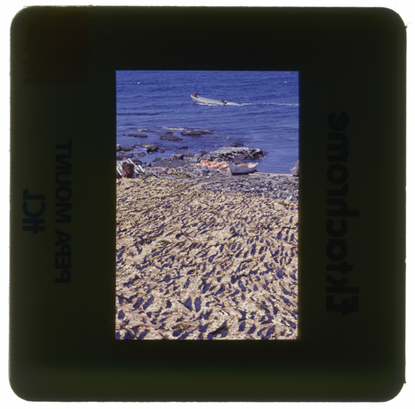 Konbuhoshi rishiritouooiso