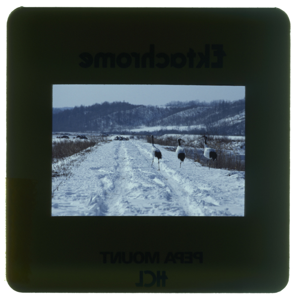 Oyakozuru kushiroshitsugentsuruimura