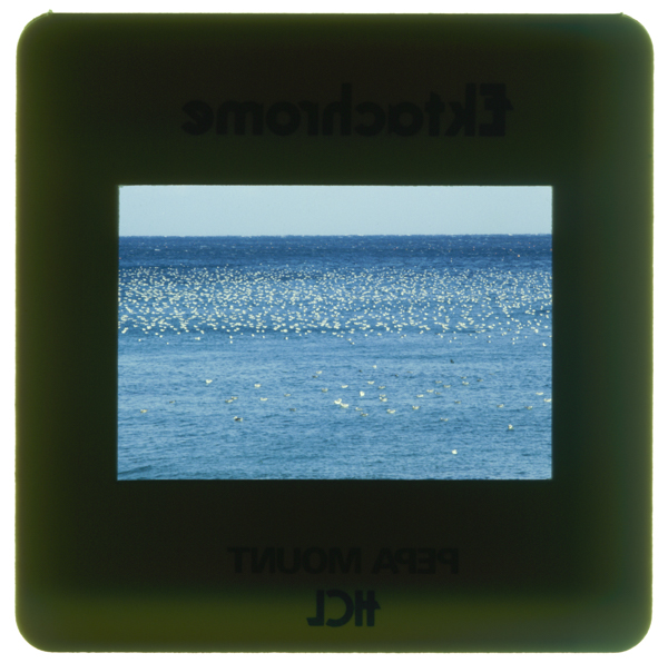 カモメの海 国道278号線戸井付近