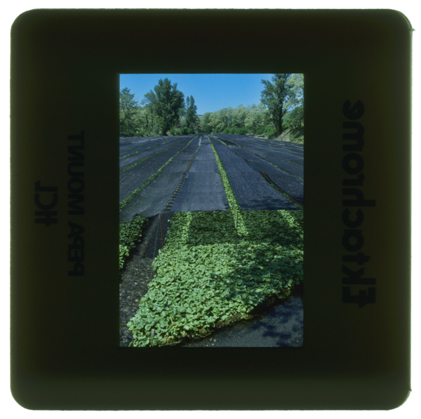 Wasabibatake hotakamachi